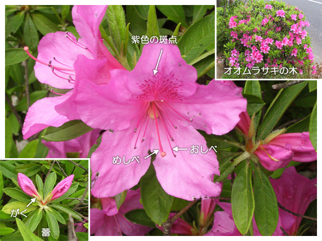 オオムラサキの花