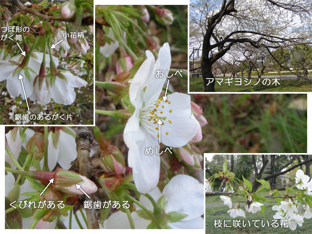 アマギヨシノの花