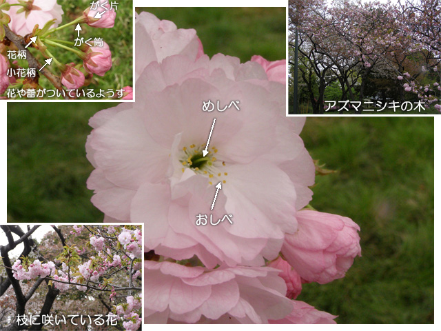 アズマニシキの花