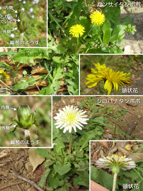 カンサイタンポポの花　シロバナタンポポの花