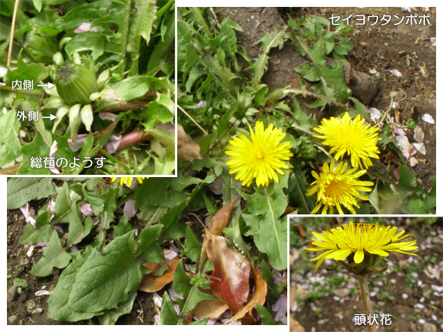 セイヨウタンポポの花