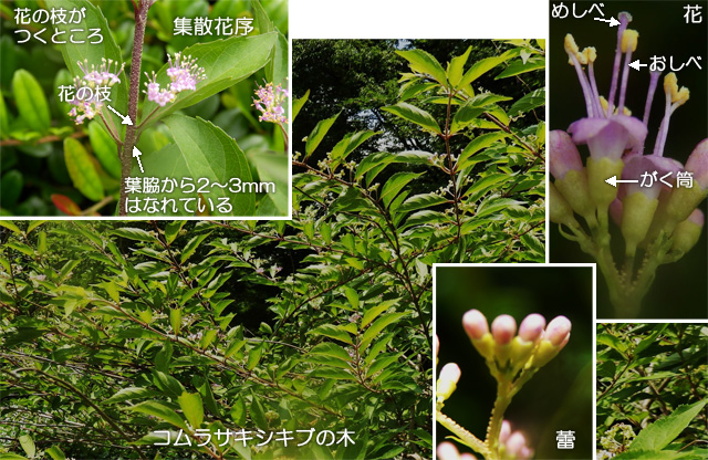 コムラサキシキブの花