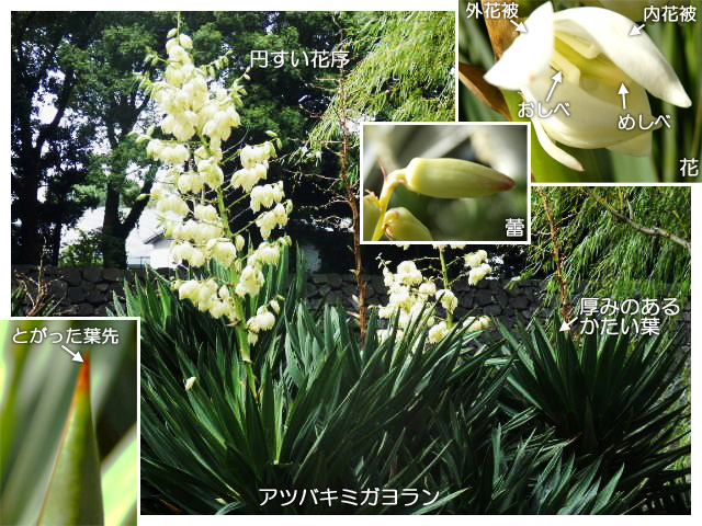 アツバキミガヨランの花
