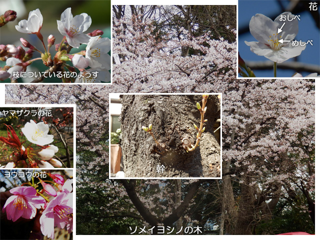 ソメイヨシノの花ほか数種の花